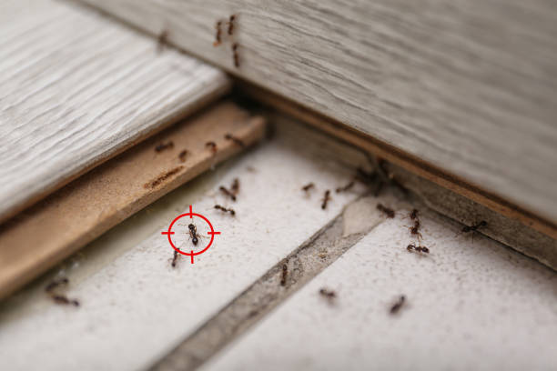 Best Wasp Removal Services  in Wellsville, OH